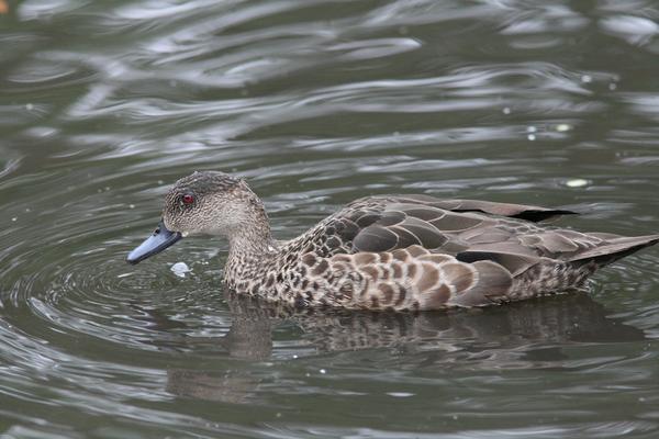 Chestnut Teal