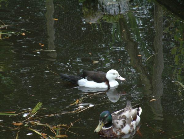Radjah Shelduck Radjah Shelduck