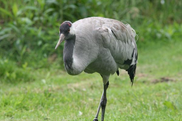 Common Crane Common Crane