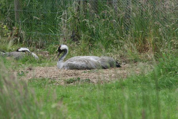 Common Crane Common Crane