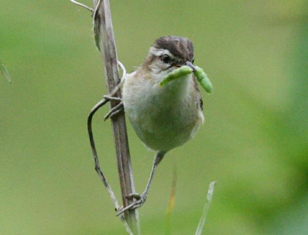 Sedge Warbler