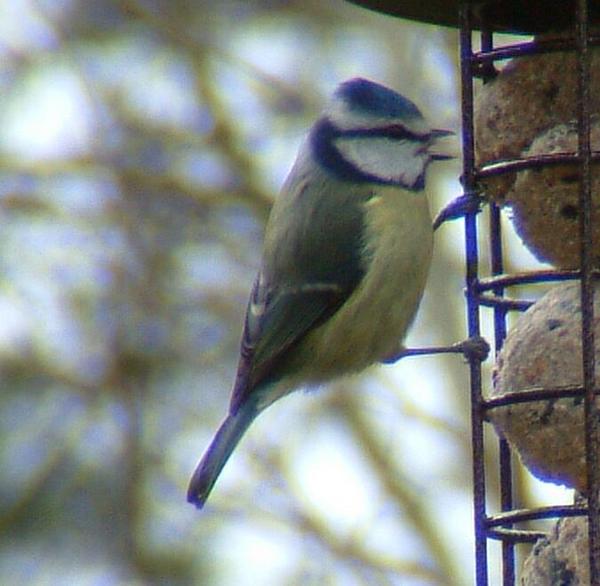 Blue Tit Blue Tit