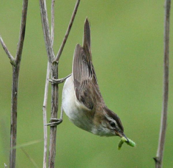 Sedge Warbler