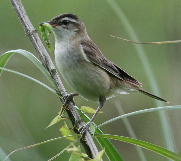 Sedge Warbler