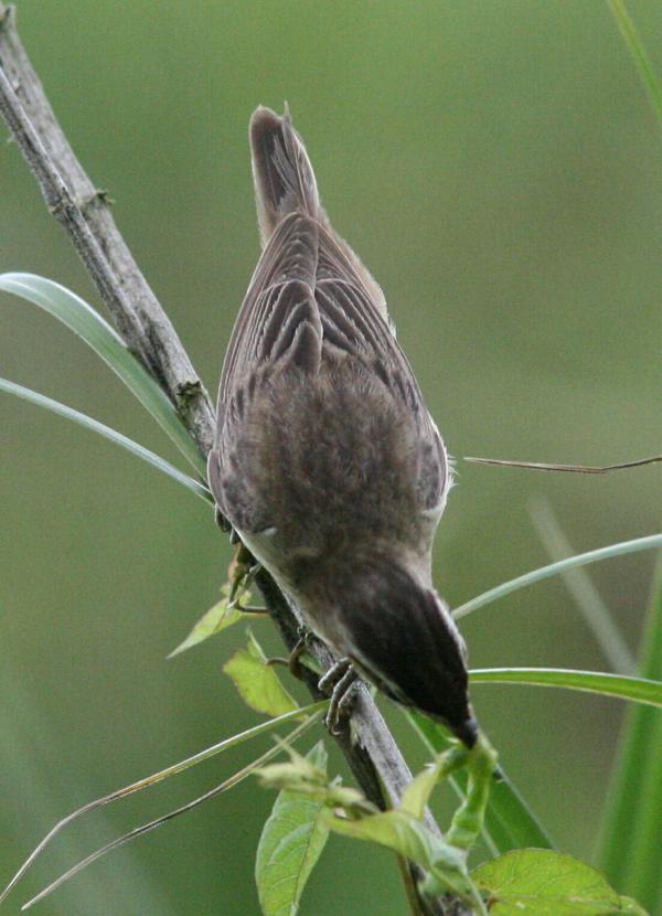 Sedge Warbler