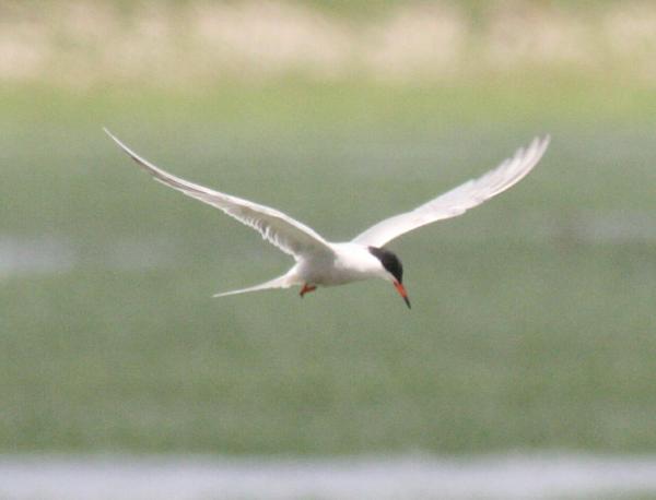 Common Tern Common Tern
