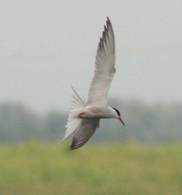Common Tern Common Tern