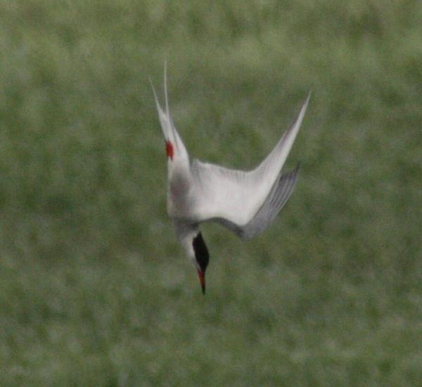 Common Tern Common Tern