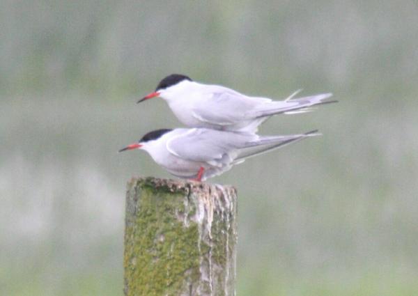 Common Tern Common Tern