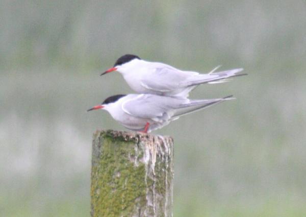 Common Tern