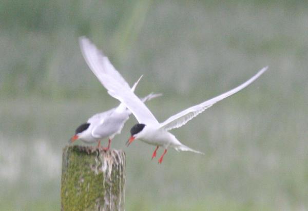 Common Tern Common Tern