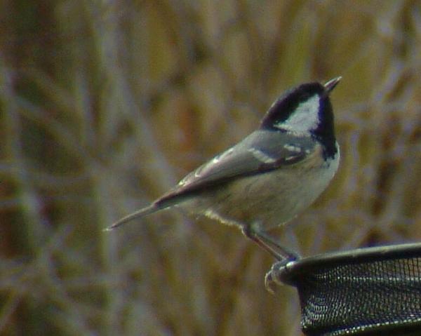 Coal Tit