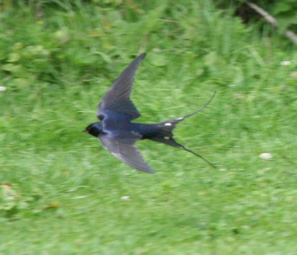 Barn Swallow Barn Swallow