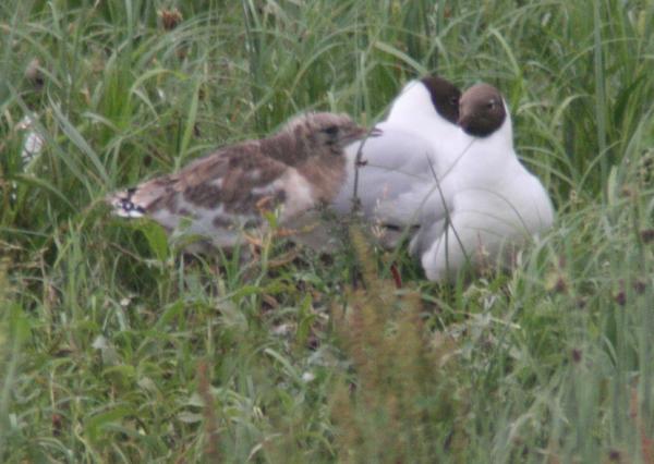Black-headed Gull Black-headed Gull