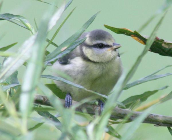 Blue Tit