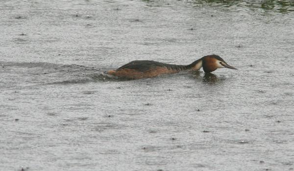 Great Crested Grebe