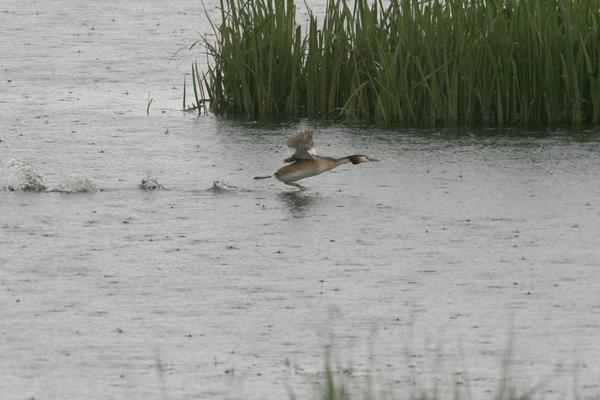 Great Crested Grebe