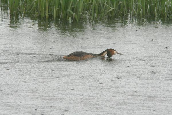 Great Crested Grebe