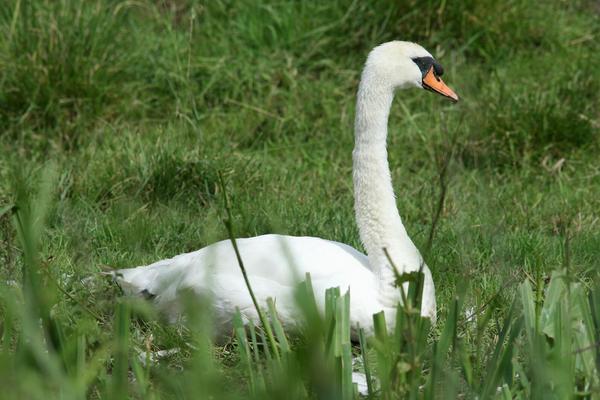Mute Swan Mute Swan