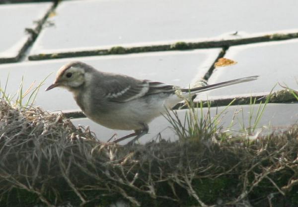 British Pied Wagtail British Pied Wagtail