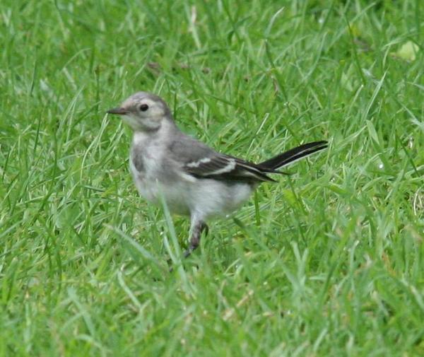 British Pied Wagtail British Pied Wagtail