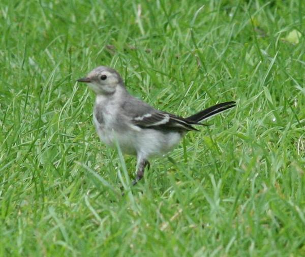 British Pied Wagtail