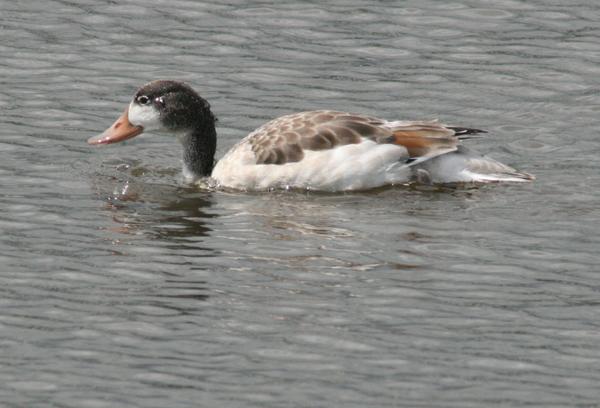 Shelduck Shelduck