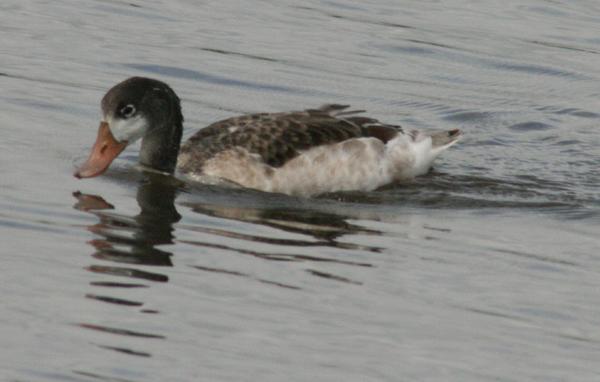 Shelduck