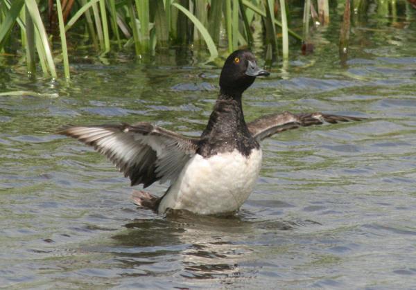 Tufted Duck