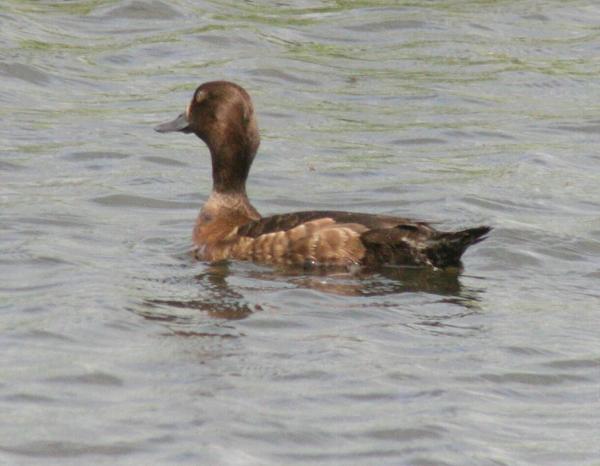 Tufted Duck Tufted Duck