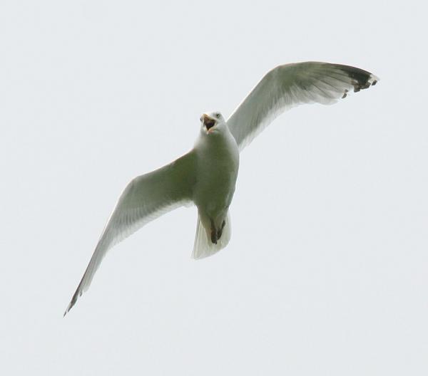 Herring Gull Herring Gull