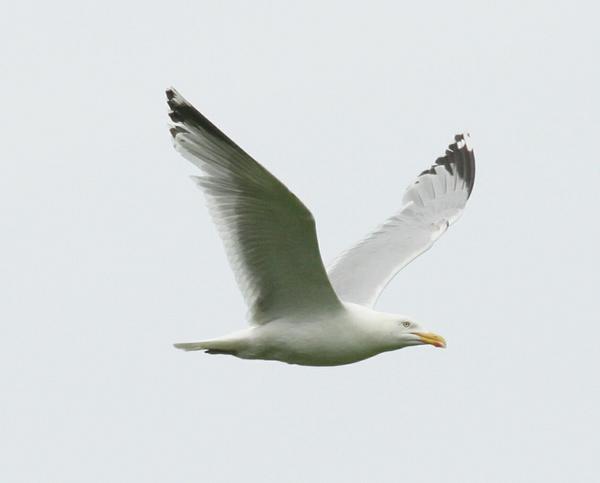 Herring Gull