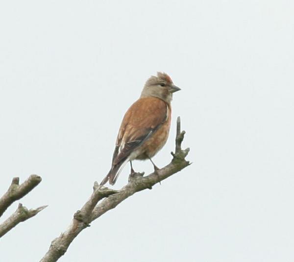 Linnet