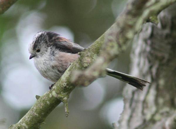 Long-tailed Tit Long-tailed Tit