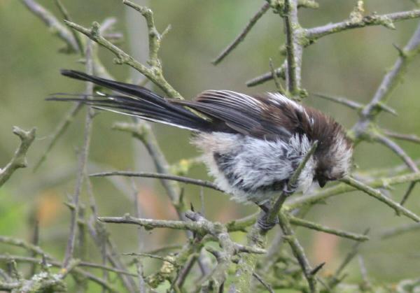 Long-tailed Tit Long-tailed Tit