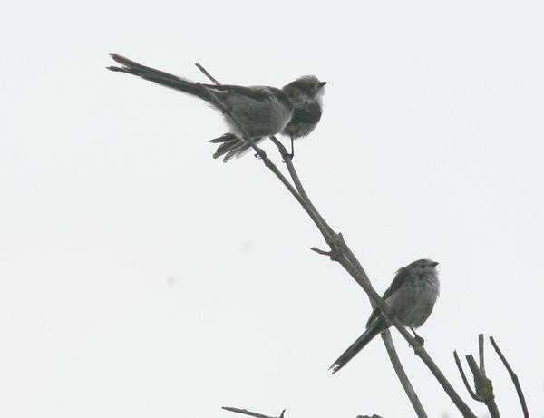 Long-tailed Tit Long-tailed Tit