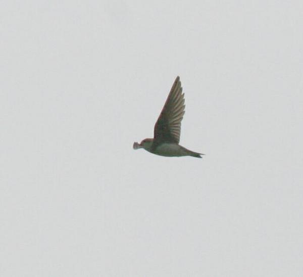 Sand Martin