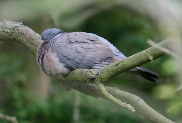 Wood Pigeon Wood Pigeon
