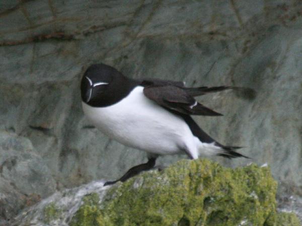 Razorbill Razorbill