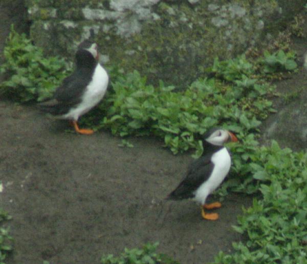Atlantic Puffin Atlantic Puffin