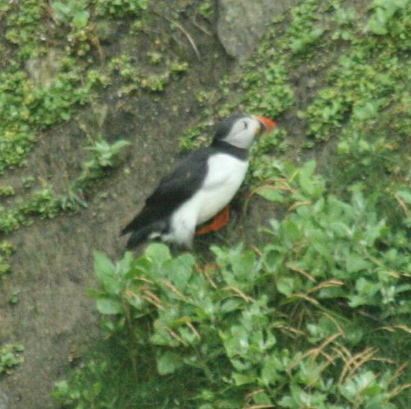 Atlantic Puffin Atlantic Puffin