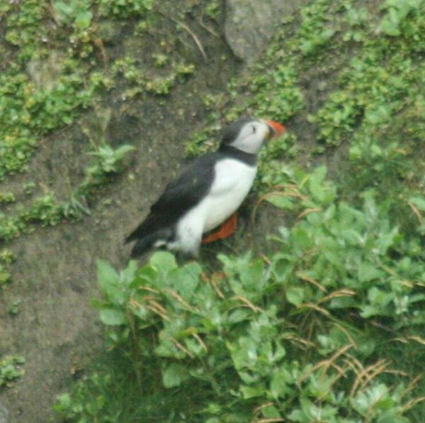 Atlantic Puffin