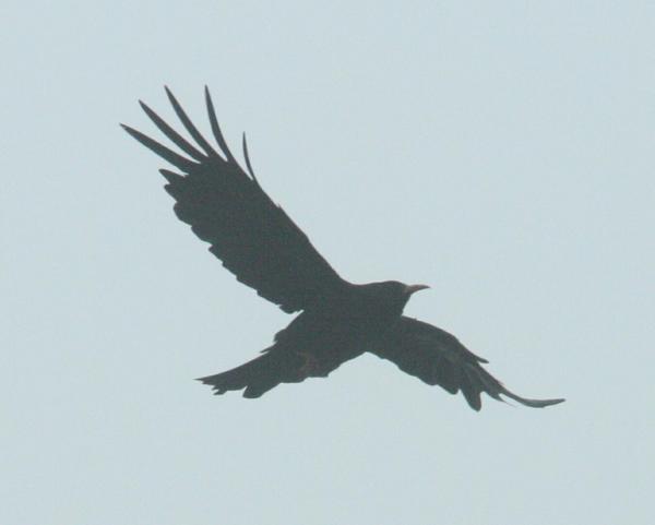 Red-billed Chough