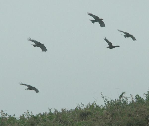 Red-billed Chough