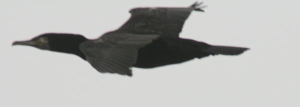European Shag European Shag