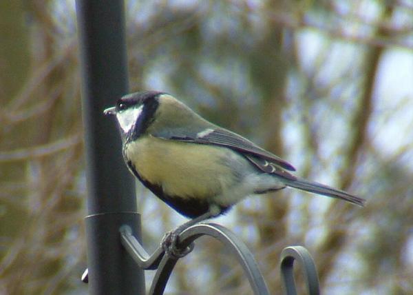 Great Tit