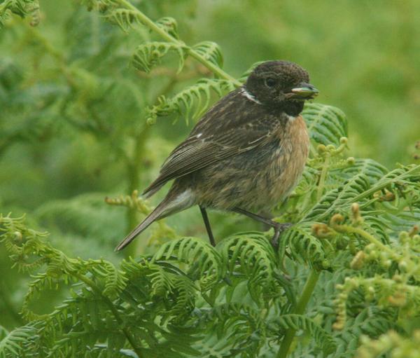 European Stonechat