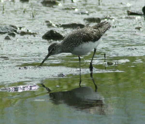 Green Sandpiper Green Sandpiper