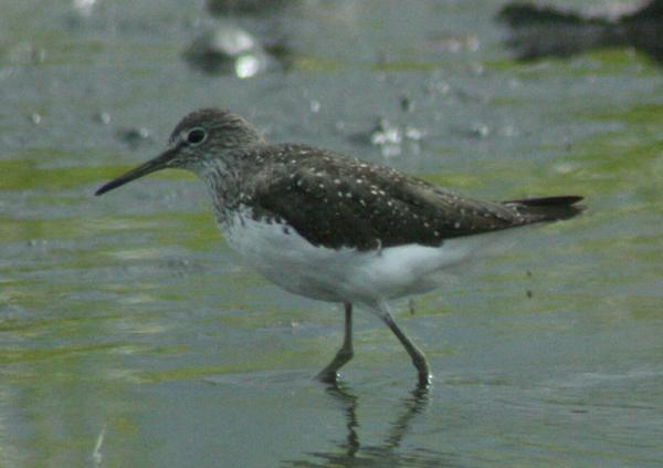Green Sandpiper Green Sandpiper