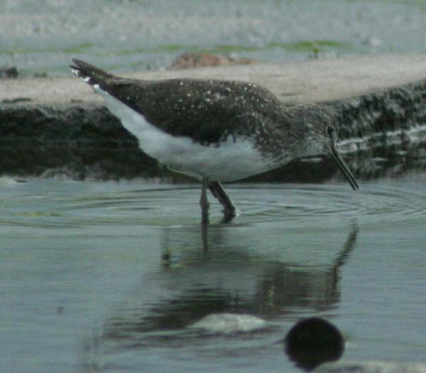 Green Sandpiper